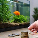 A hand holding a few coins next to a freshwater aquarium, symbolizing cost-effectiveness.