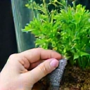Hand gently cleaning a freshwater aquarium with a sponge, illustrating ease of maintenance.