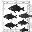 Custom aquarium design blueprint with fish silhouettes